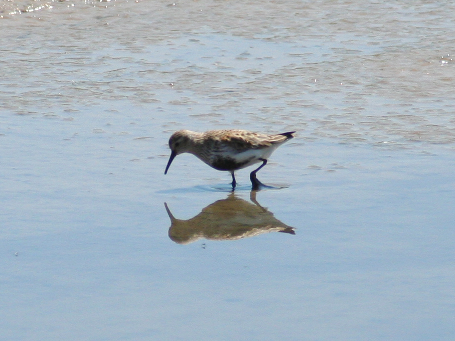 Dunlin (Calidris alpina) Tavira Saltpans, Algarve