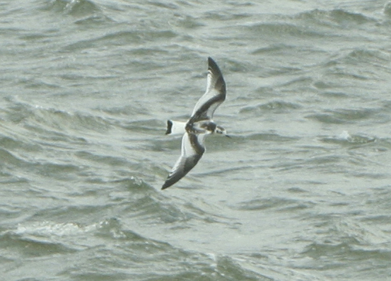 Little Gull (Hydrocoloeus minutus) juvenile - IJmuiden Zuidpier