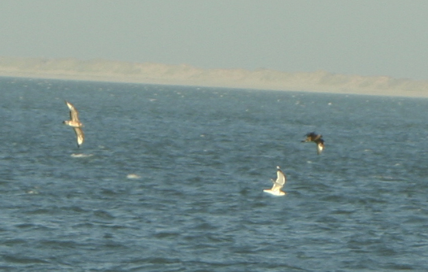 Arctic Skuas (Stercorarius parasiticus) chasing Common Gull - IJmuiden Zuidpier