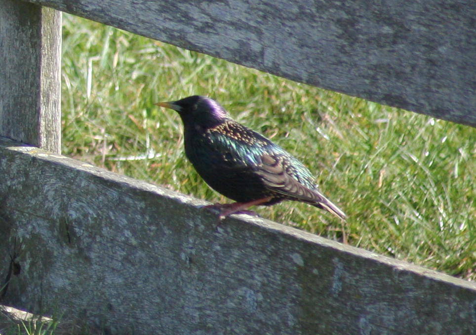 Common Starling Camperduin 14-04-2012