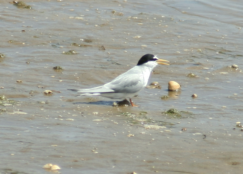 Little Tern (Sternula albifrons) Ria Formosa - Algarve