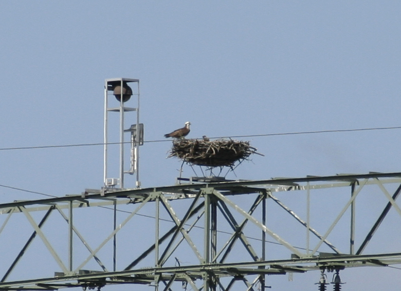 Osprey on nest Federow Muritz NP