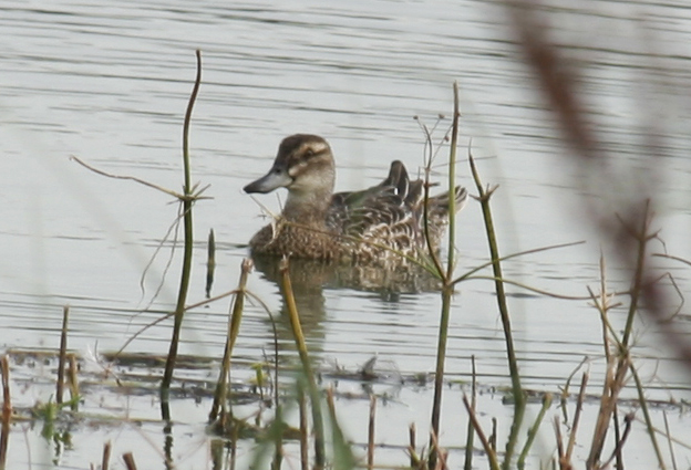 Garganey - Ackerdijksche plassen 19-08-2012 6.JPG