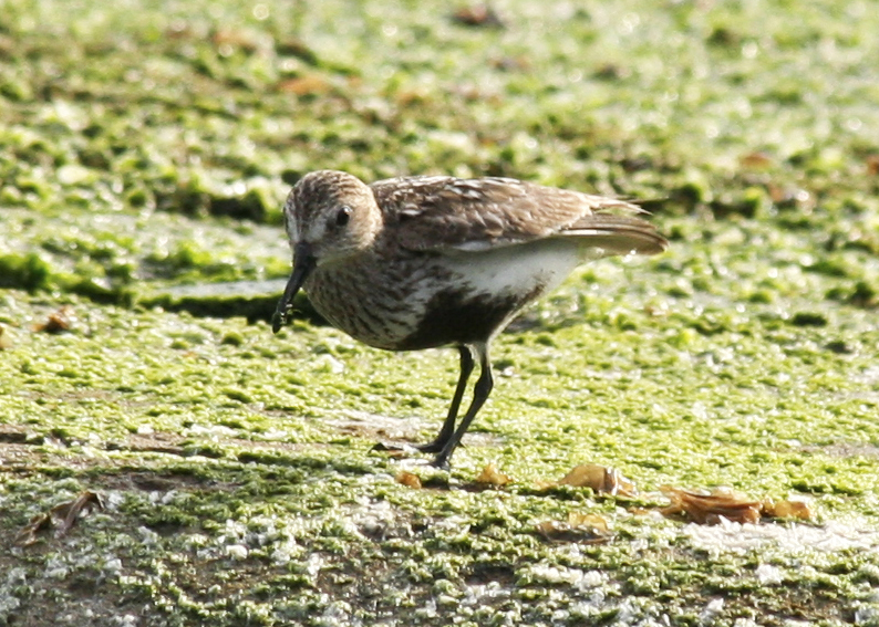 Dunlin (Calidris alpina) IJmuiden Zuidpier NH 7-08-2012