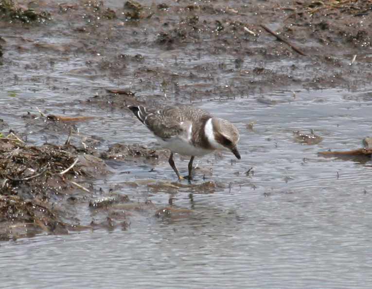 Ringed Plover (Charadrius hiaticula) Camperduin de Putten.JPG