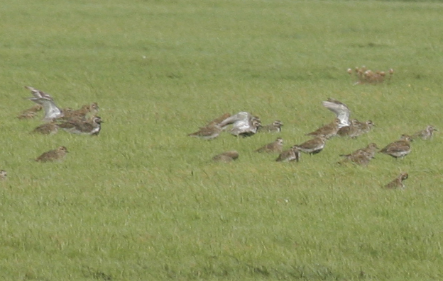 Golden Plover (Pluvialis apricaria) Camperduin, Vereenigde Harger & Pettemerpolder NH.JPG