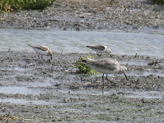 Red Knot and Little Stints - Camperduin de Putten.JPG