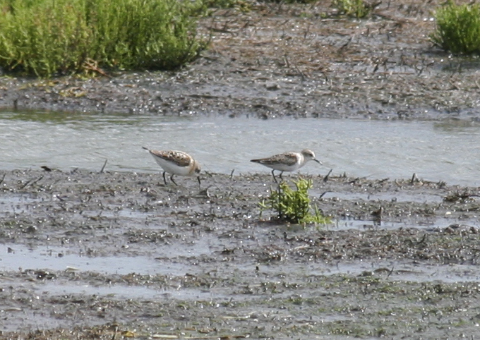 Little Stints - Camperduin de Putten.JPG