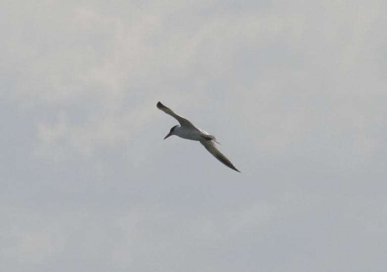 Caspian Tern - IJdoorn Kinseldam, Amsterdam.JPG