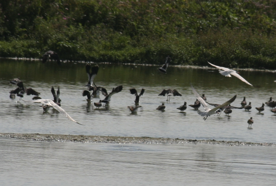Caspian Terns - IJdoorn Kinseldam, Amsterdam.JPG
