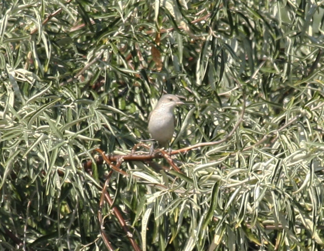 Barred Warbler (Sylvia nisoria) Maasvlakte 8-9-2012.jpg