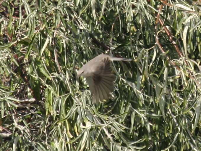 Barred Warbler (Sylvia nisoria) Juvenile (migrant) - Maasvlakte