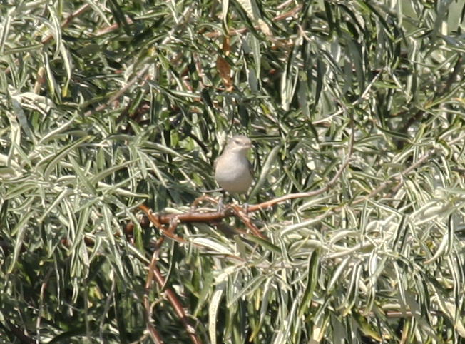 Barred Warbler - Maasvlakte 08-09-2012.jpg