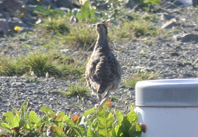 Grey Partridge Adult (Perdix perdix) Maasvlakte 08-09-2012.JPG
