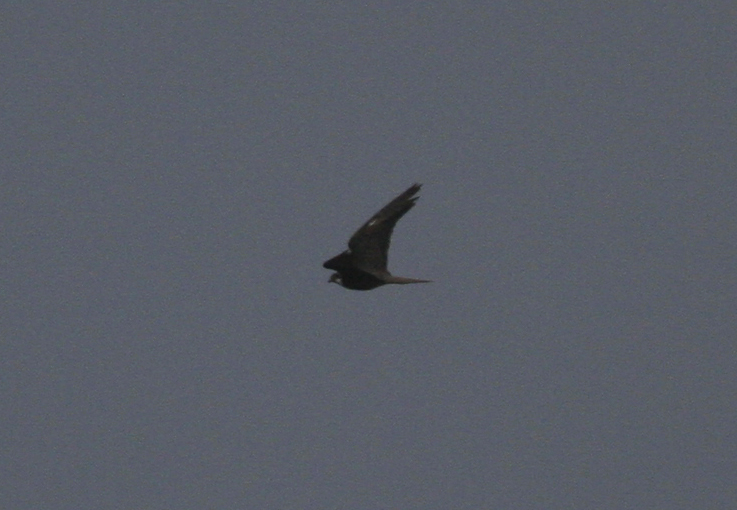 Eleonora's Falcon (Falco eleonorae) Isola di San Pietro, Sardinia