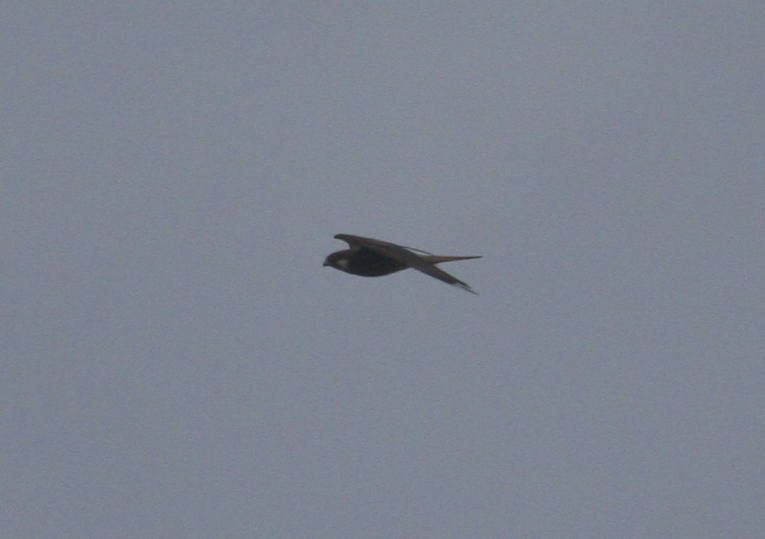 Eleonora's Falcon (Falco eleonorae) Isola di San Pietro, Sardinia