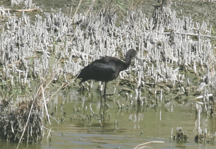 Glossy Ibis (Plegadis falcinellus) Molentargius Salines, Sardinia