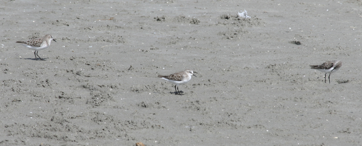 Little Stint (Calidris minuta) Cagliari, Sardinia