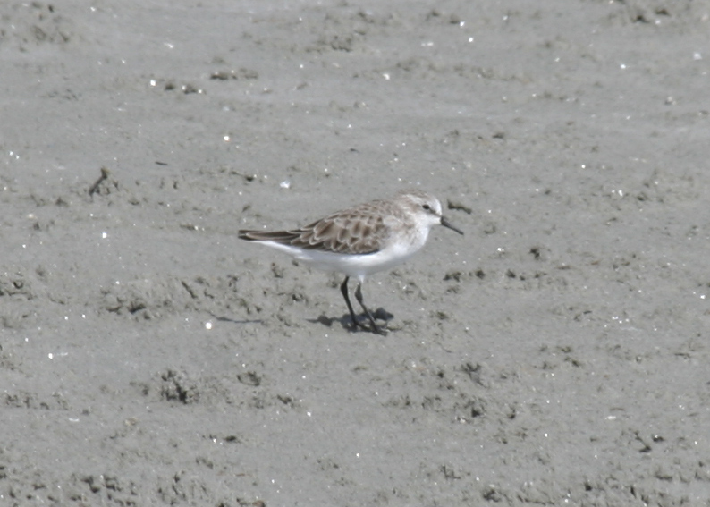 Little Stint (Calidris minuta) Cagliari, Sardinia