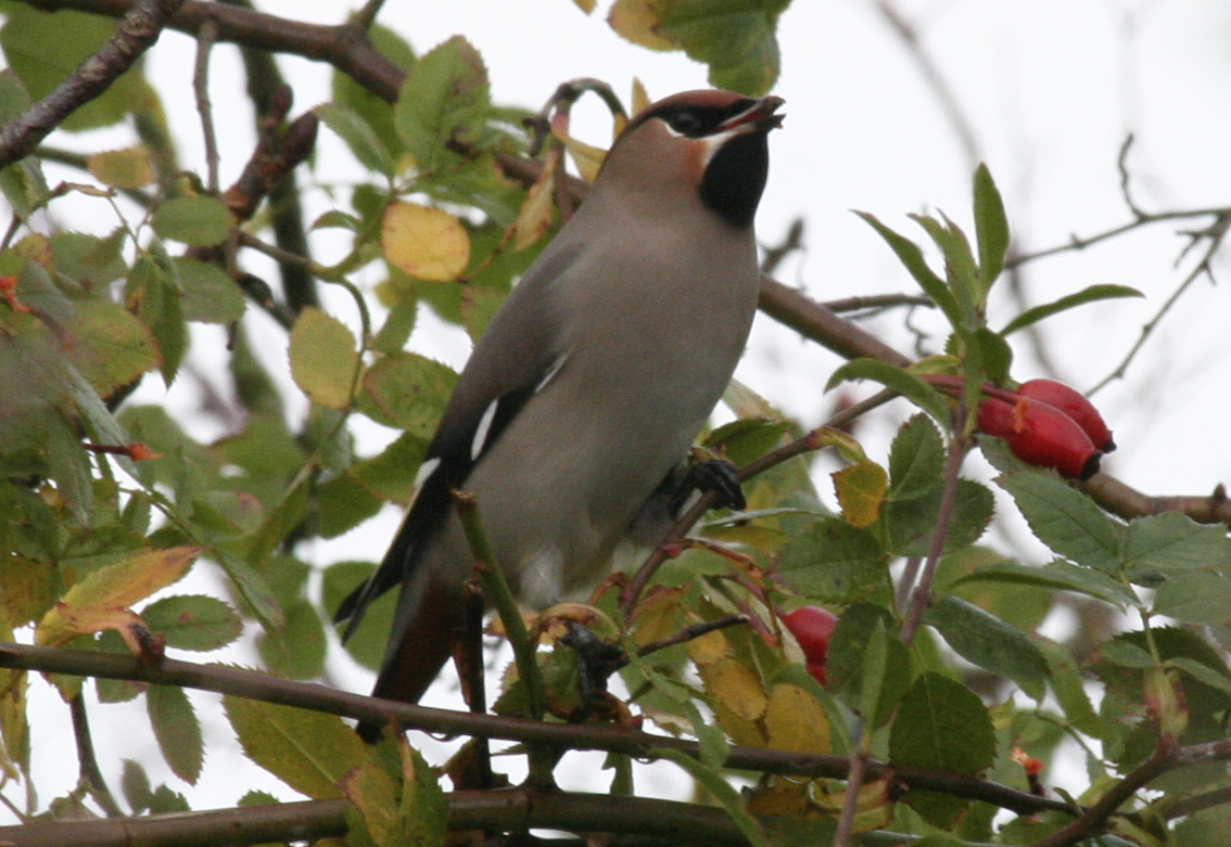 Bohemian Waxwing (Bombycilla garrulus) Hellevoetsluis, Netherlands