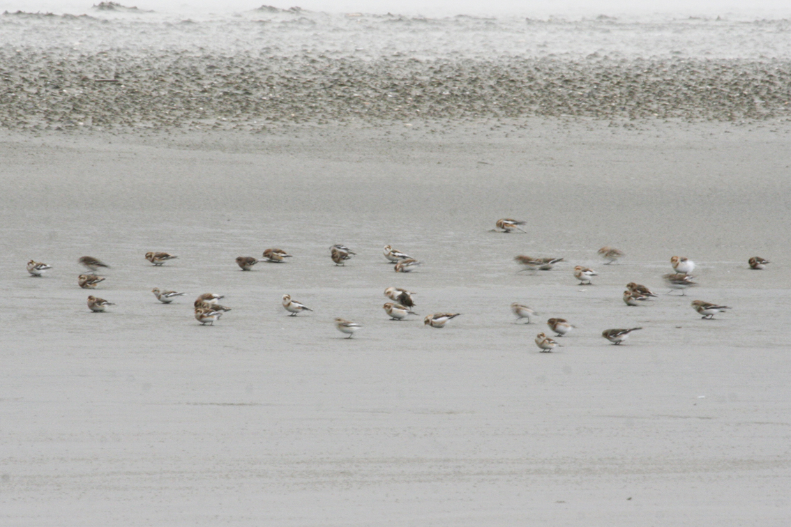 Snow Buntings (Plectrophenax nivalis) Kwade Hoek 23-12-2012