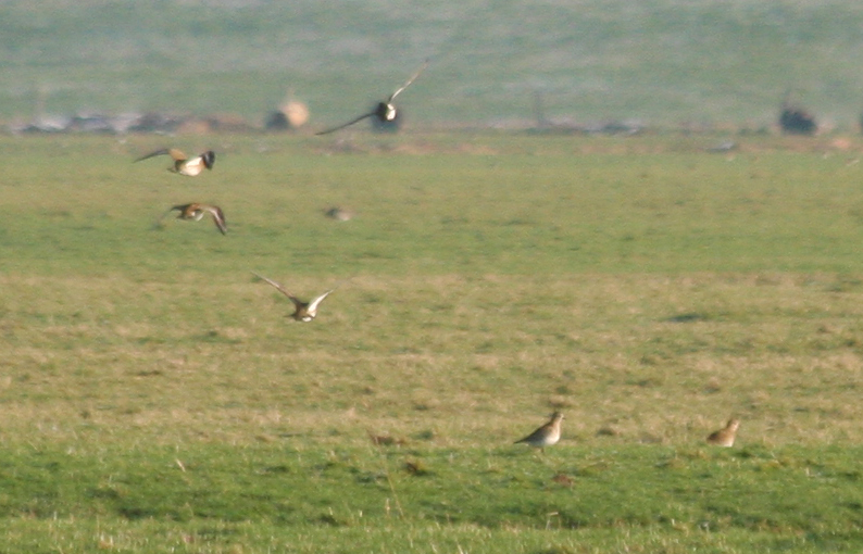 European Golden Plover (Pluvialis apricaria) Camperduin, Vereenigde Harger en Pettemerpolder