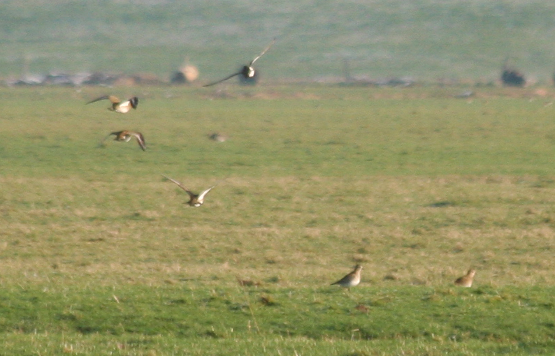 European Golden Plover (Pluvialis apricaria) Camperduin, Vereenigde Harger en Pettemerpolder.JPG