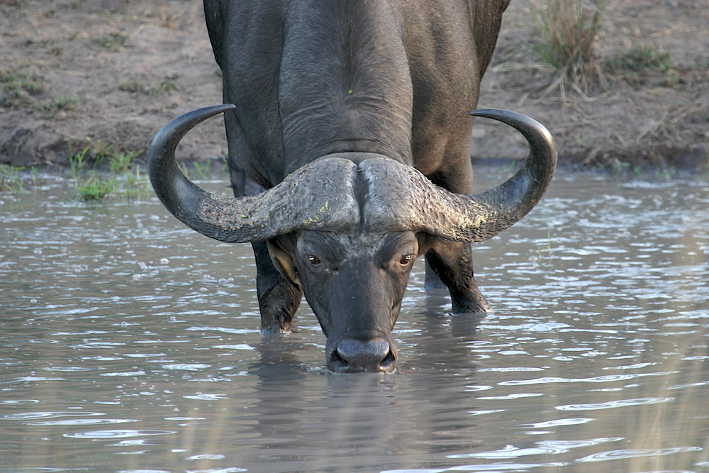 African buffalo
