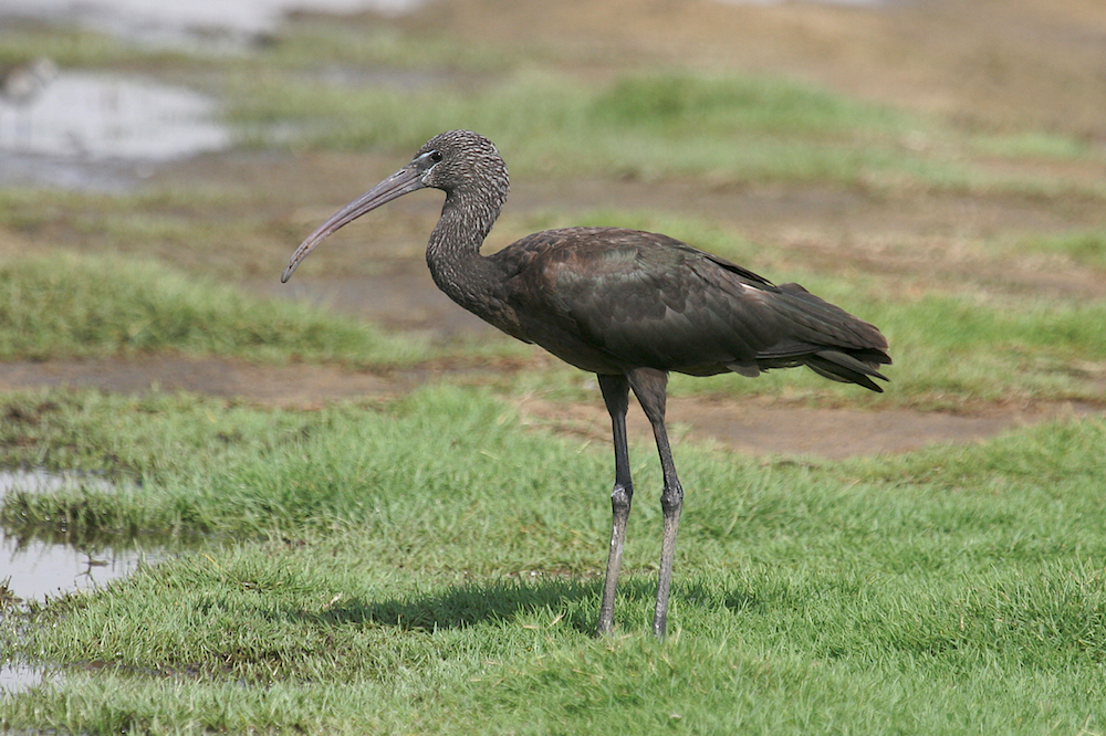 Glossy ibis