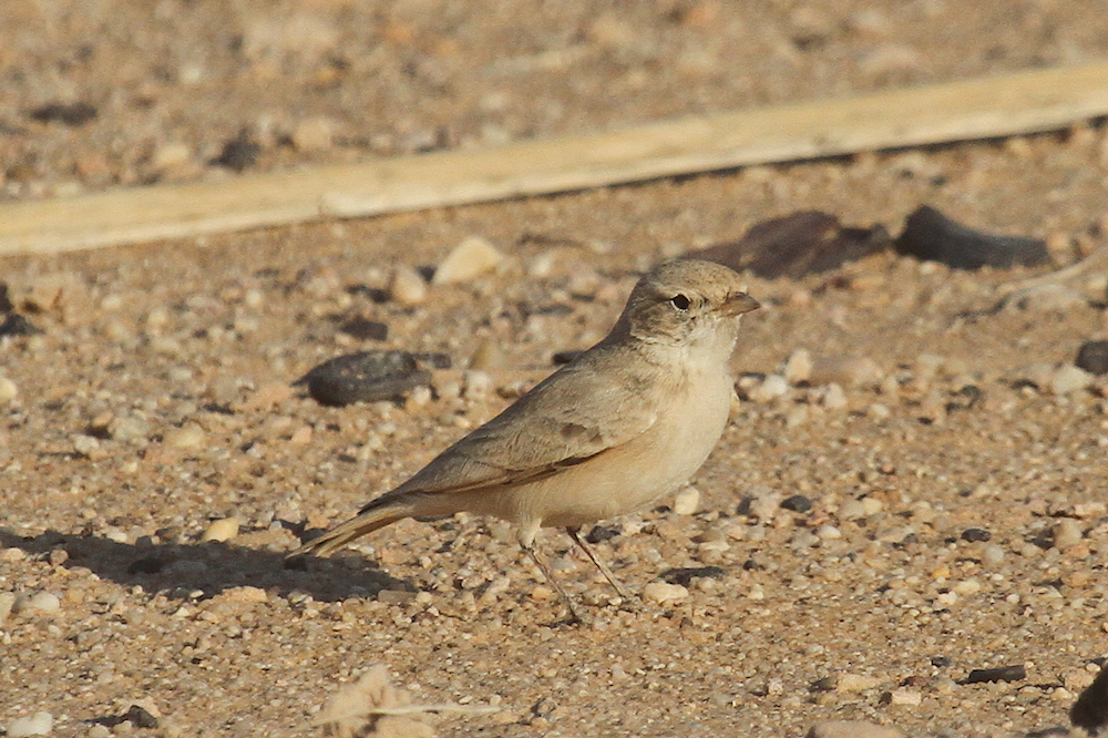 Bar-tailed lark