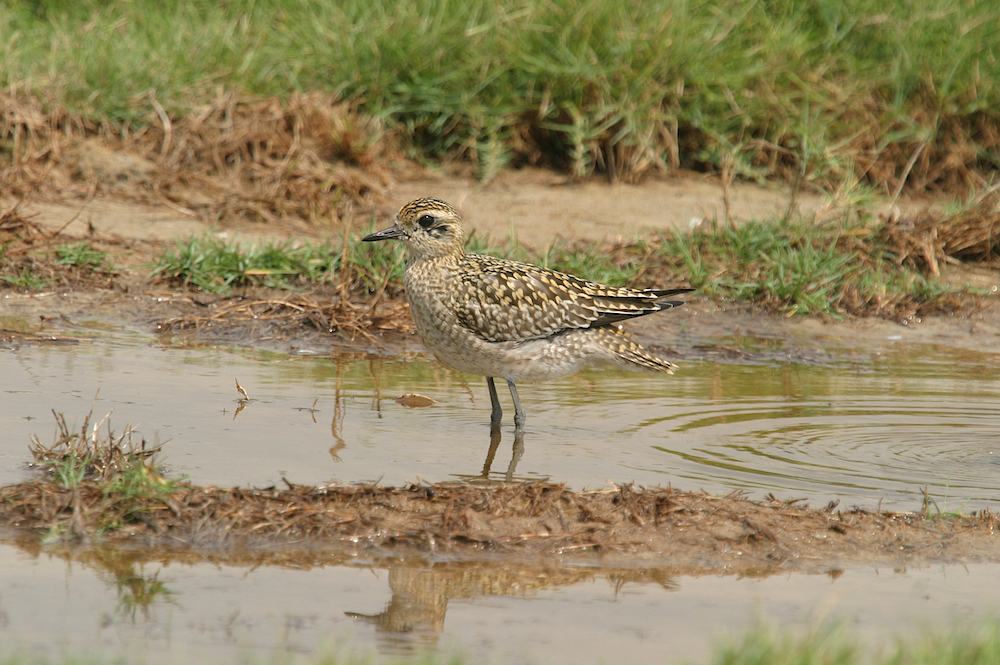 Pacific golden plover