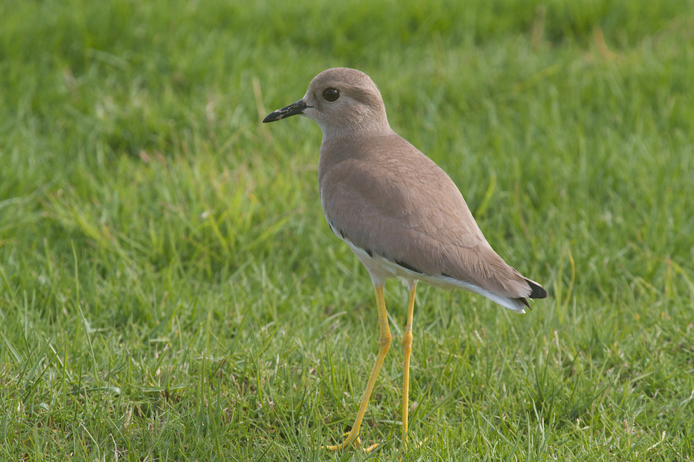 White-tailed plover