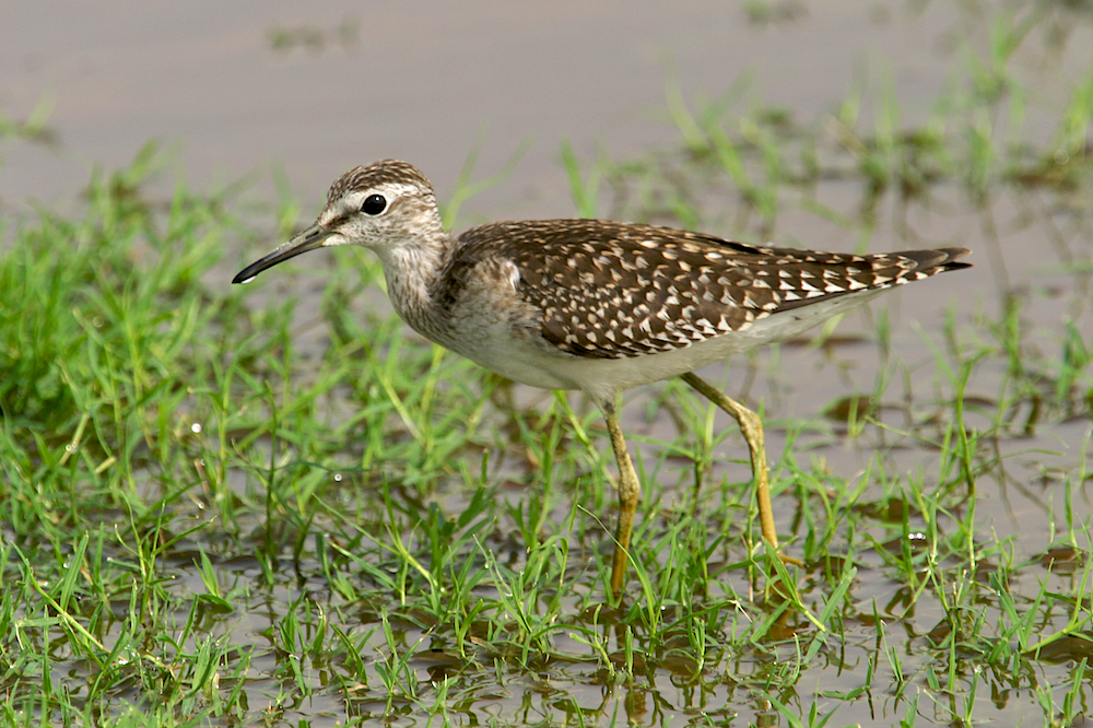 Wood sandpiper