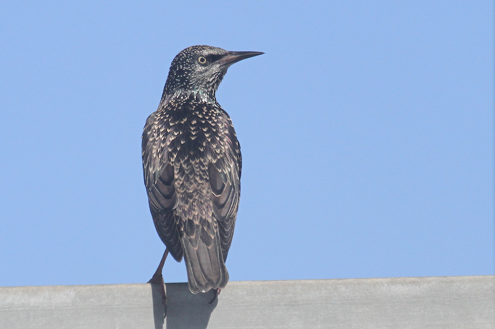 Common starling