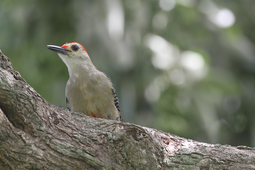 Yucutan woodpecker
