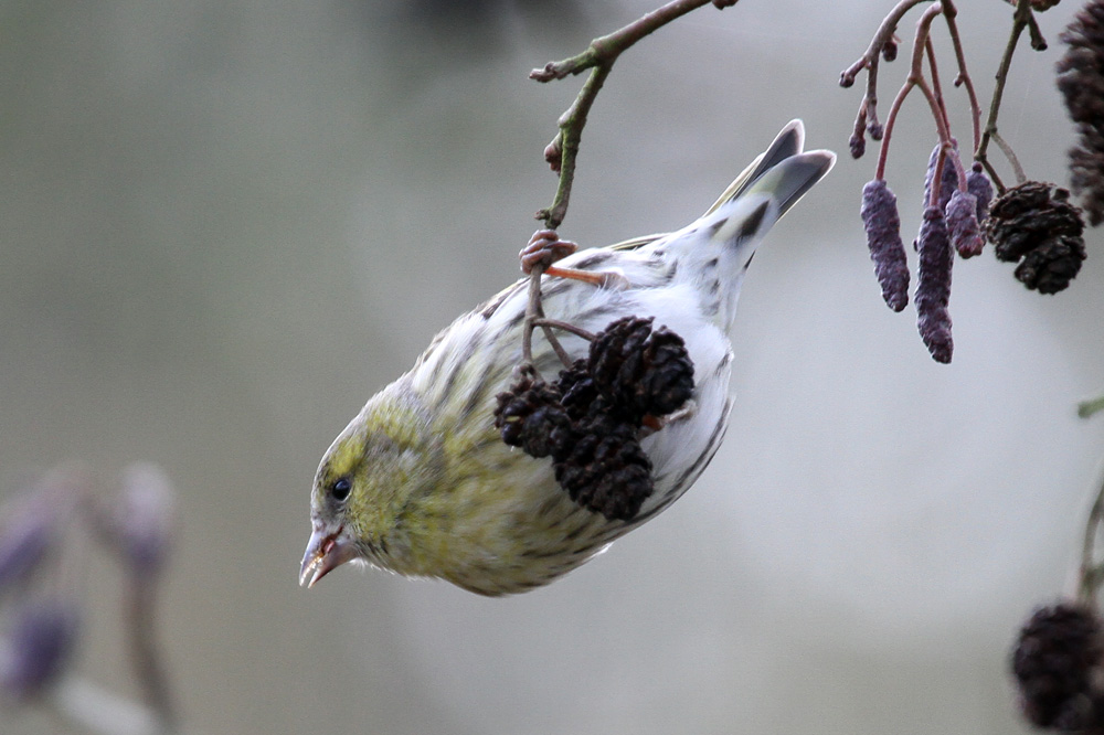 Eurasian siskin