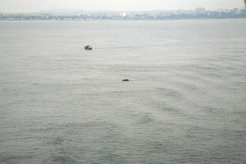 Minke Whale