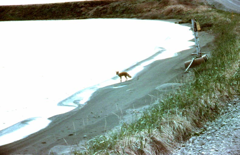  Red Fox Along Shoreline