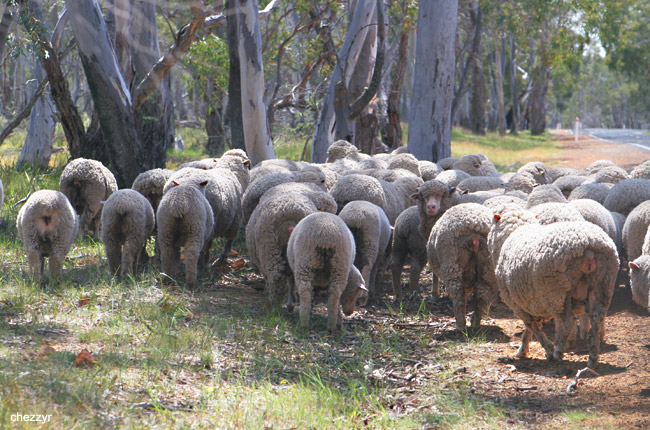 9877- driving through sheep