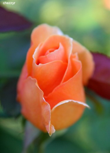 0392- opening rose bud at kulcurna