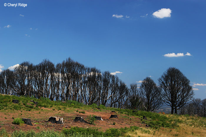 0050- Frank Thomson Reserve area, Kinglake