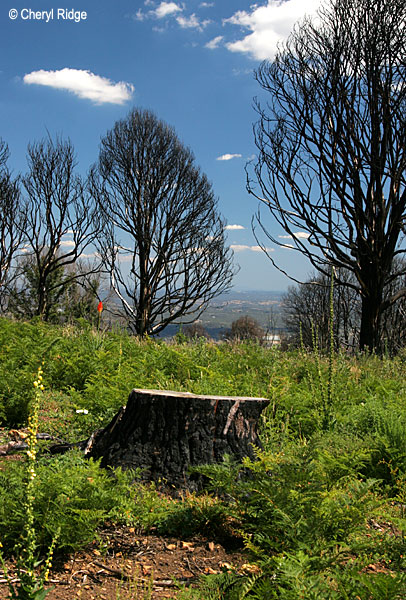 0059- Frank Thomson Reserve area, Kinglake