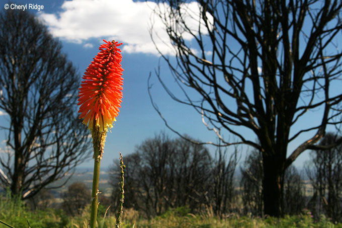 0066- Frank Thomson Reserve area, Kinglake