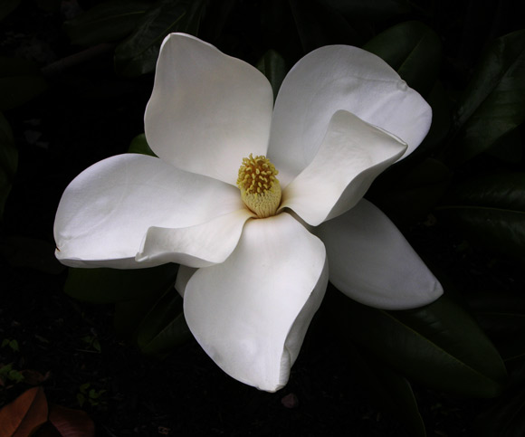 Magnolia Edith Bogue