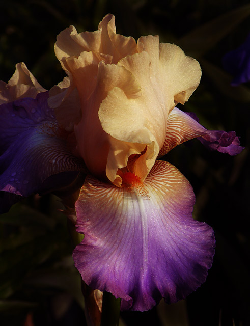 Iris Sostenique