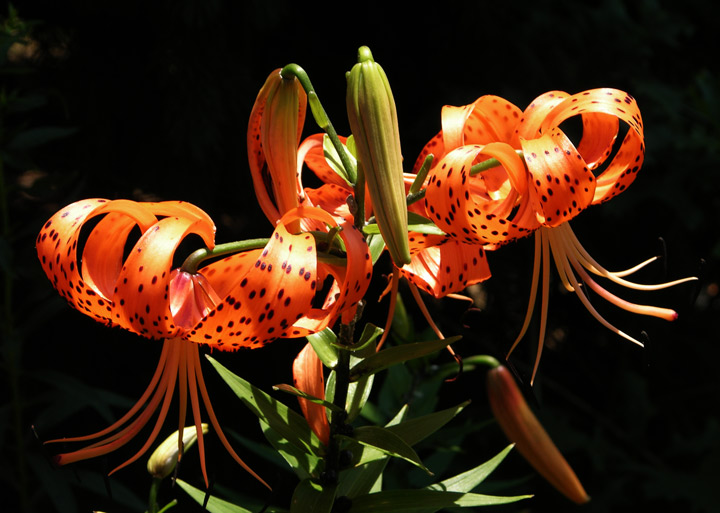 Tiger Lilies