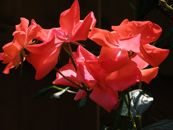 Rose Fred Loads