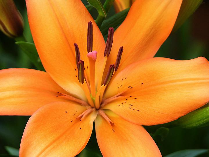 Orange Lily