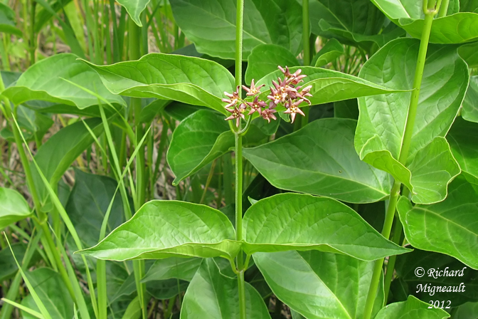 Dompte-venin de Russie - Dog-Strangling Vine - Cynanchum rossicum 2m12 