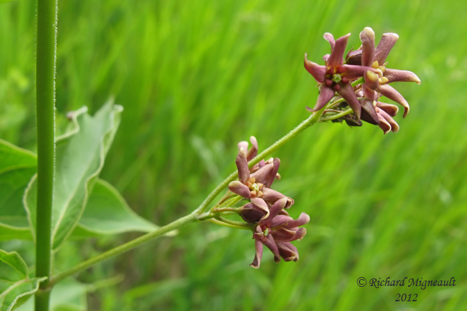 Dompte-venin de Russie - Dog-Strangling Vine - Cynanchum rossicum 3m12 